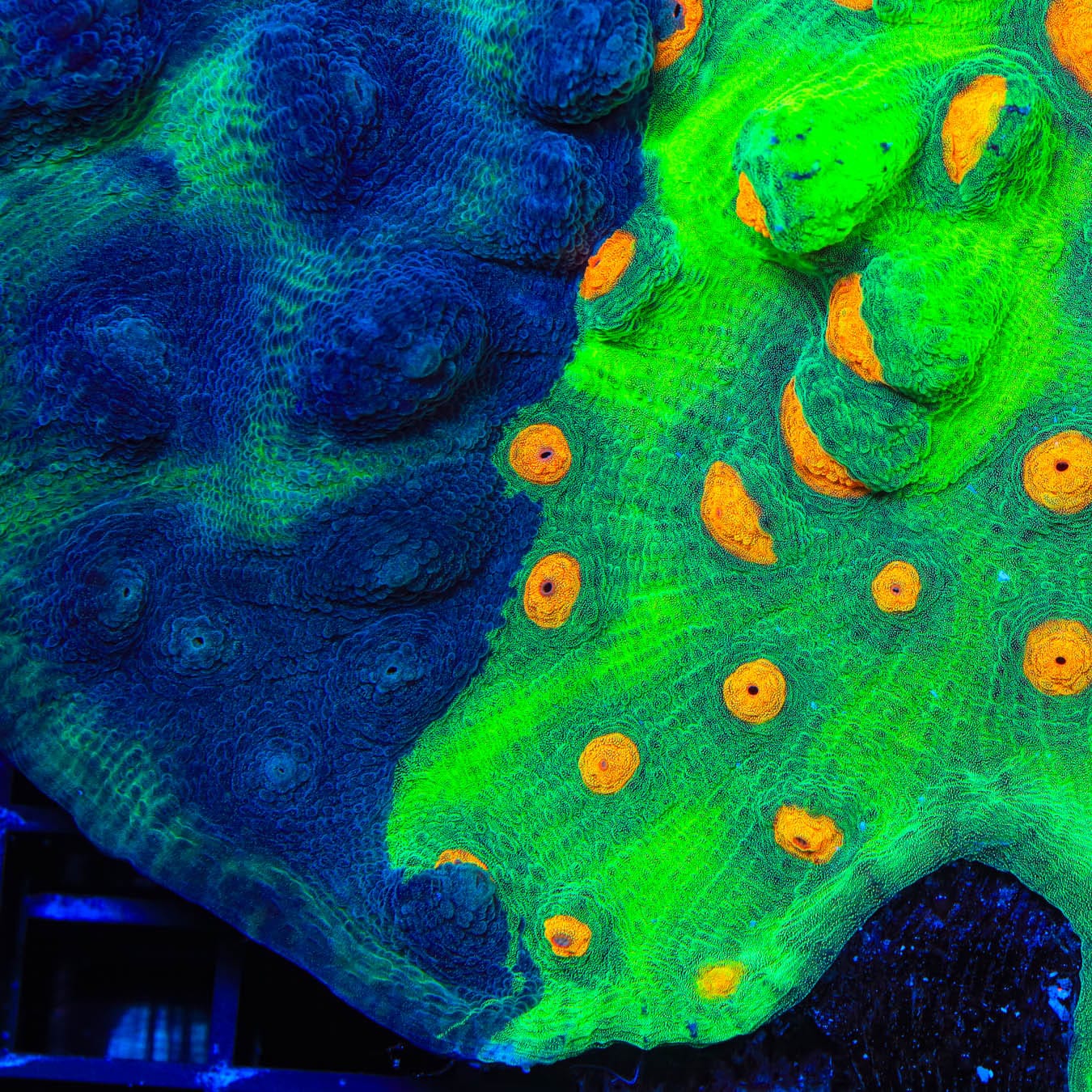 TSA Dark Side of the Moon Chalice Coral – Top Shelf Aquatics