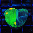 TSA Dark Side of The Moon Chalice Coral