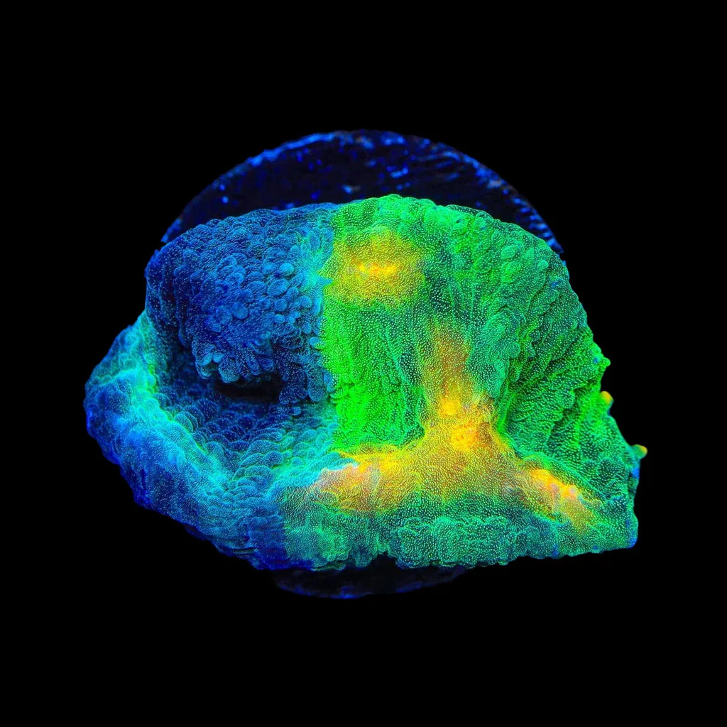 TSA Dark Side of the Moon Chalice Coral – Top Shelf Aquatics TSA Dark Side of the Moon Chalice Coral – Top Shelf Aquatics