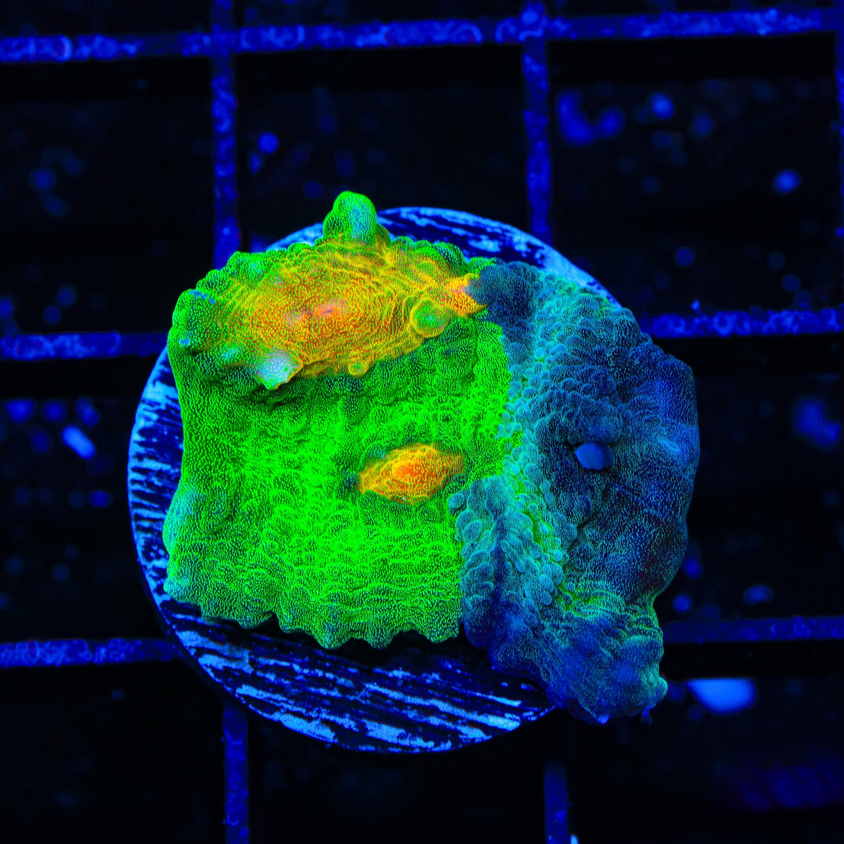 TSA Darkside of the Moon Chalice Coral
