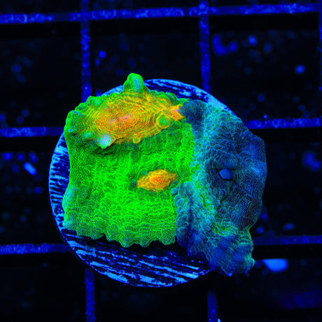 TSA Darkside of the Moon Chalice Coral