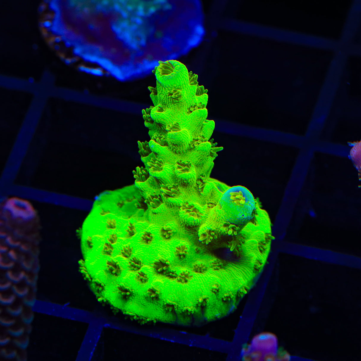 TSA Day Streaker Sarmentosa Acropora Coral