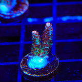 TSA Daydream Acropora Coral