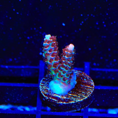 TSA Daydream Acropora Coral