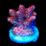 TSA Daydream Acropora Coral