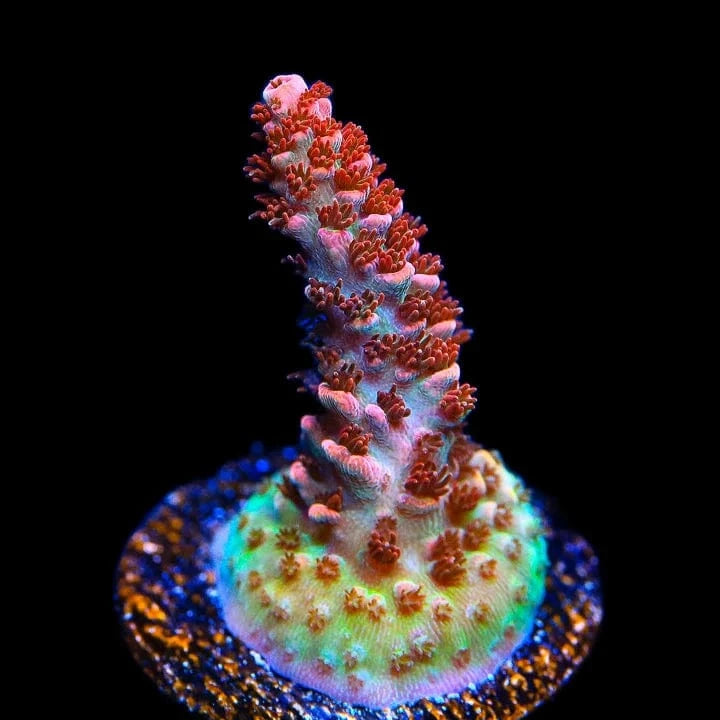 TSA Daydream Acropora Coral