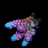 TSA Daydream Acropora Coral