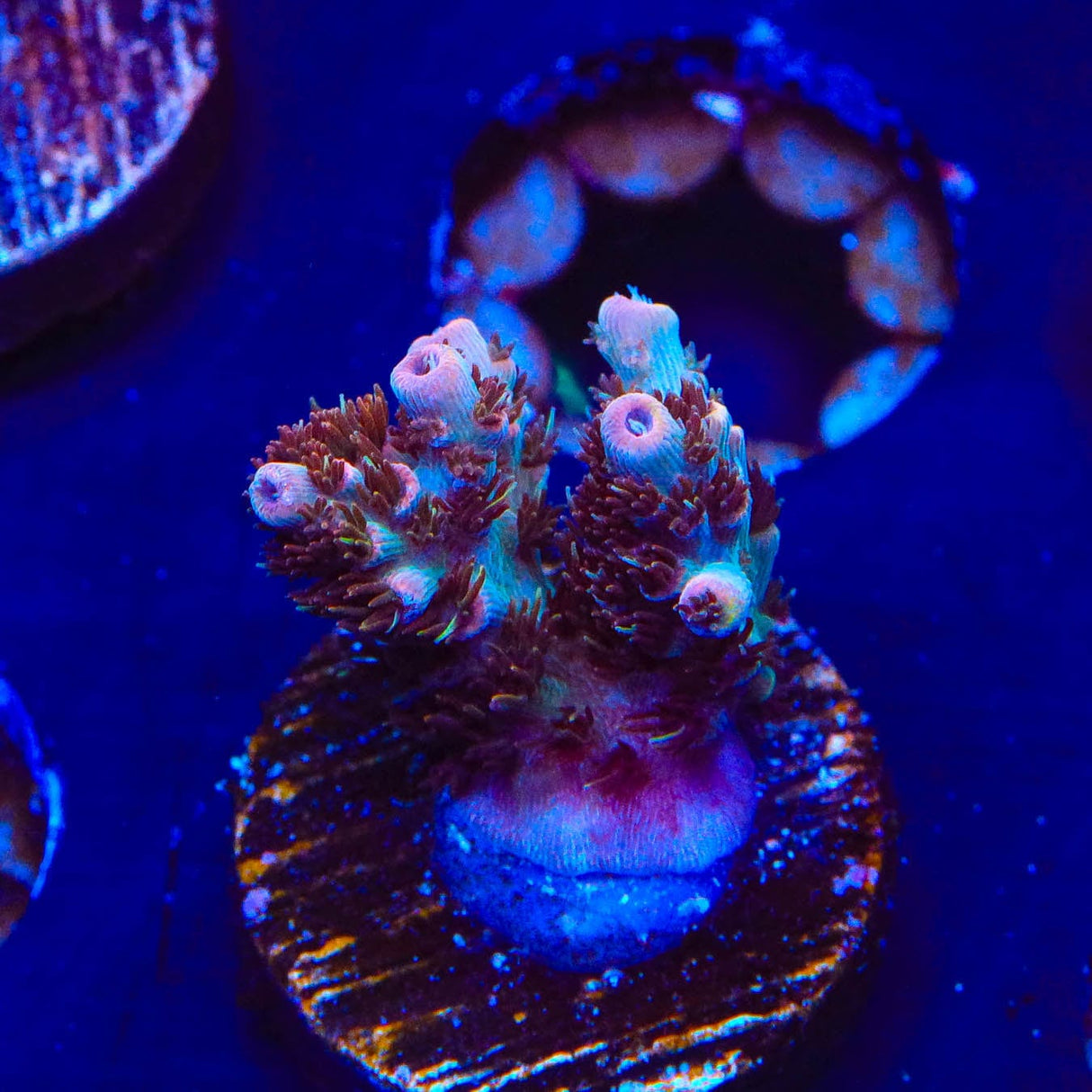 TSA Daydream Acropora Coral