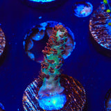 TSA Daydream Acropora Coral