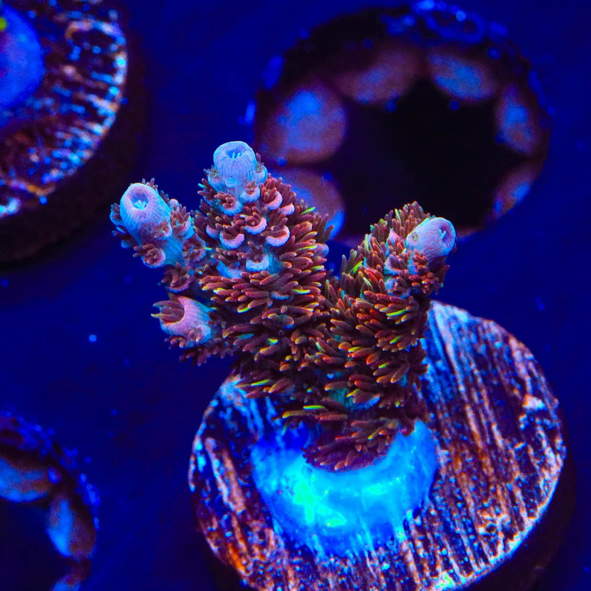 TSA Daydream Acropora Coral