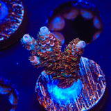 TSA Daydream Acropora Coral