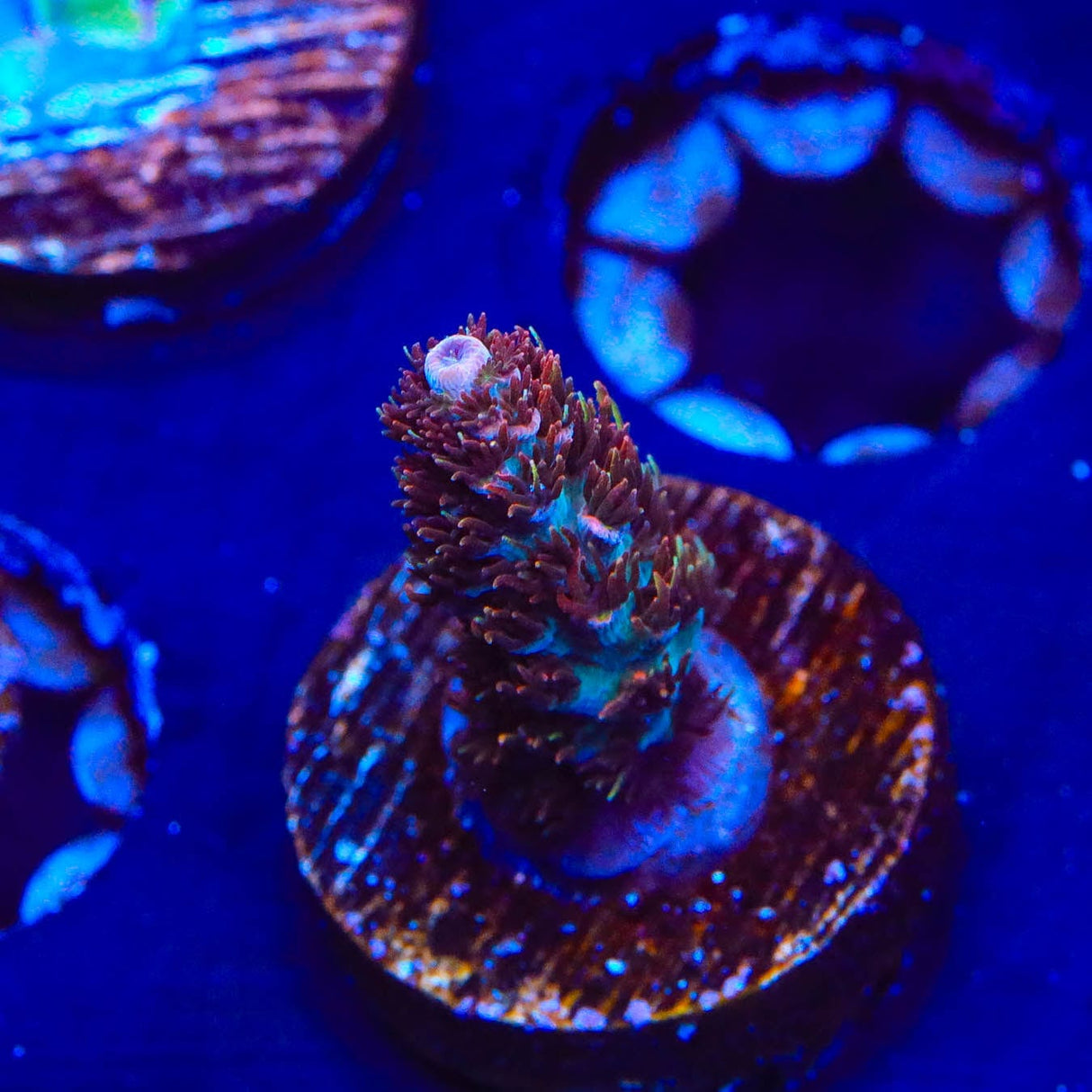 TSA Daydream Acropora Coral