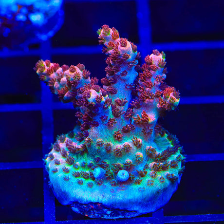 TSA Daydream Acropora Coral