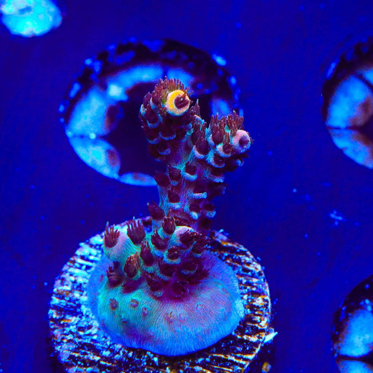 TSA Daydream Acropora Coral
