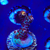 TSA Daydream Acropora Coral
