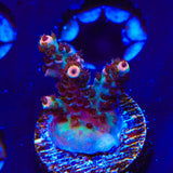TSA Daydream Acropora Coral