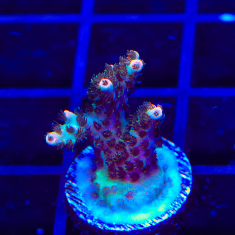 TSA Daydream Acropora Coral
