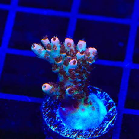 TSA Daydream Acropora Coral