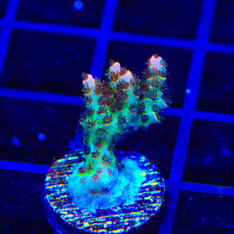 TSA Daydream Acropora Coral