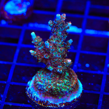 TSA Daydream Acropora XL Frag Coral