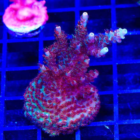 TSA Daydream Acropora XL Frag Coral