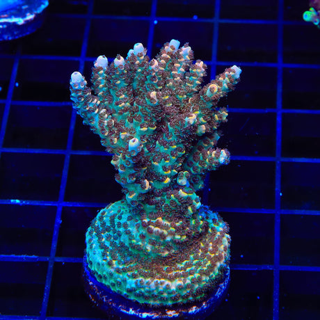 TSA Daydream Acropora XL Frag Coral