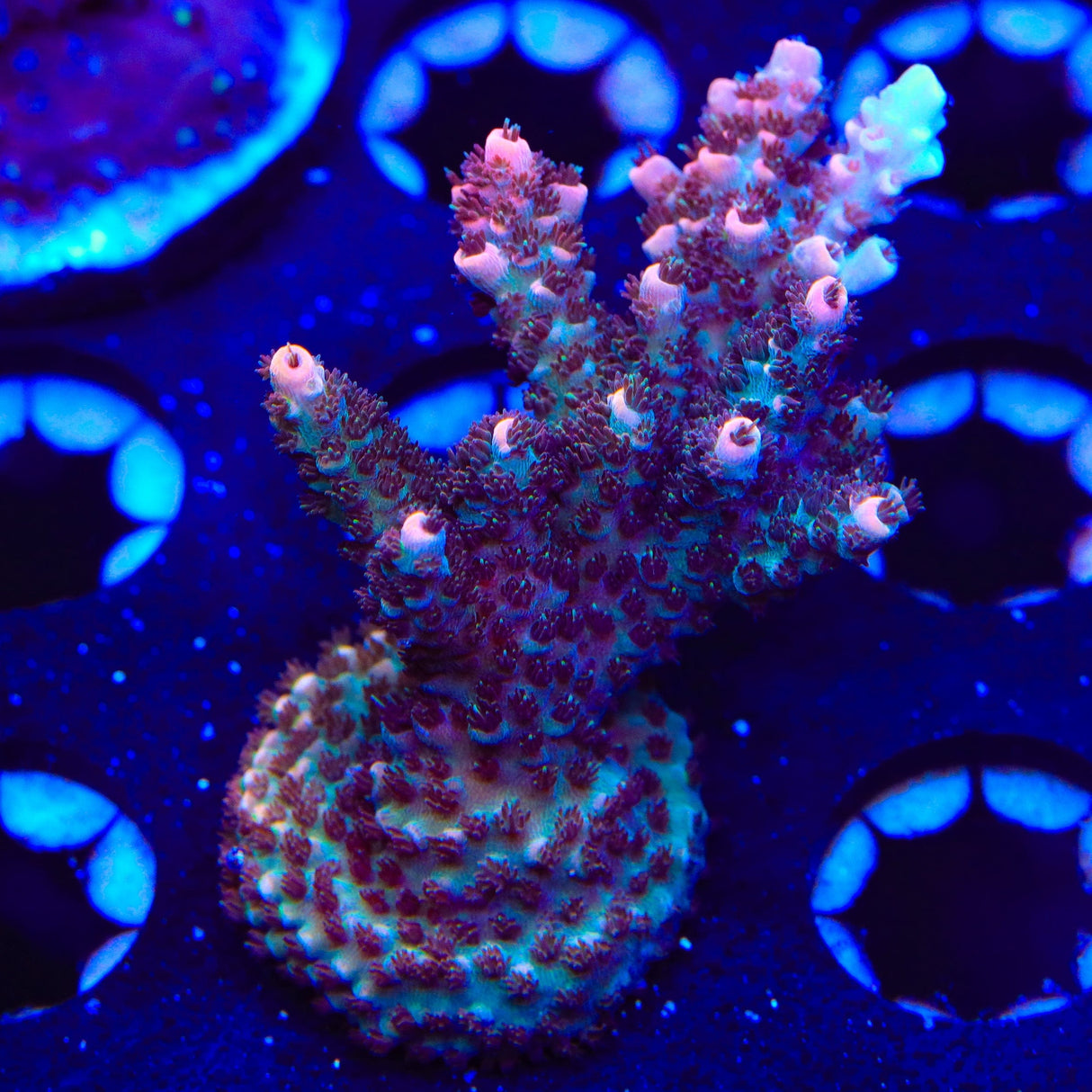 TSA Daydream Acropora XL Frag Coral