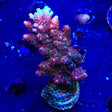 TSA Daydream Acropora XL Frag Coral
