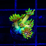 TSA Dayglow Goniopora Coral