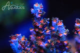 TSA Death Grimace Tenuis Acropora Coral