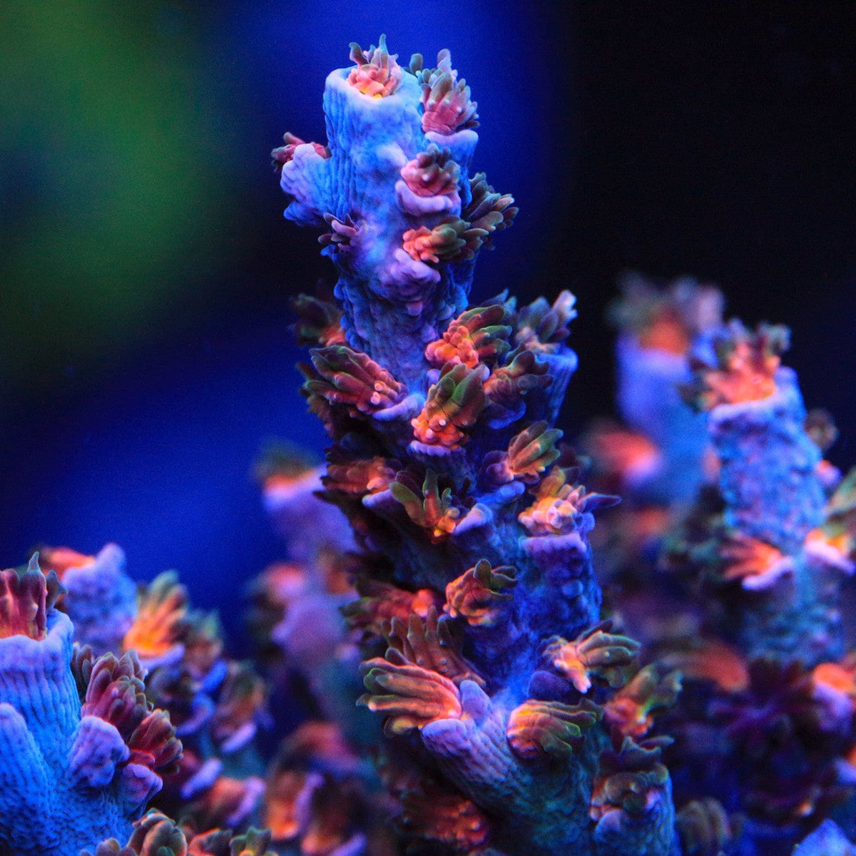 TSA Death Grimace Tenuis Acropora Coral
