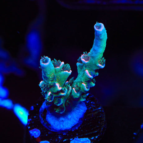 TSA Death Grimace Tenuis Acropora Coral