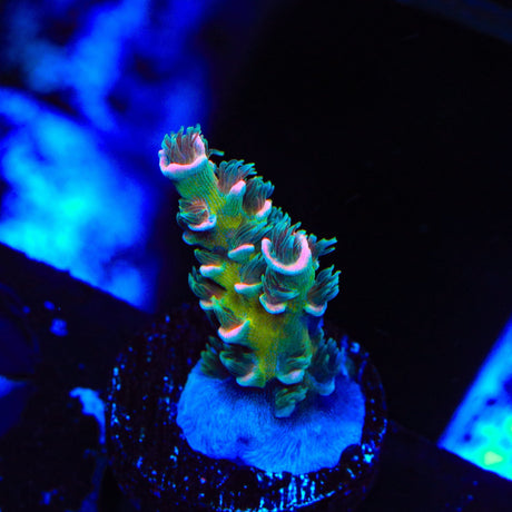TSA Death Grimace Tenuis Acropora Coral