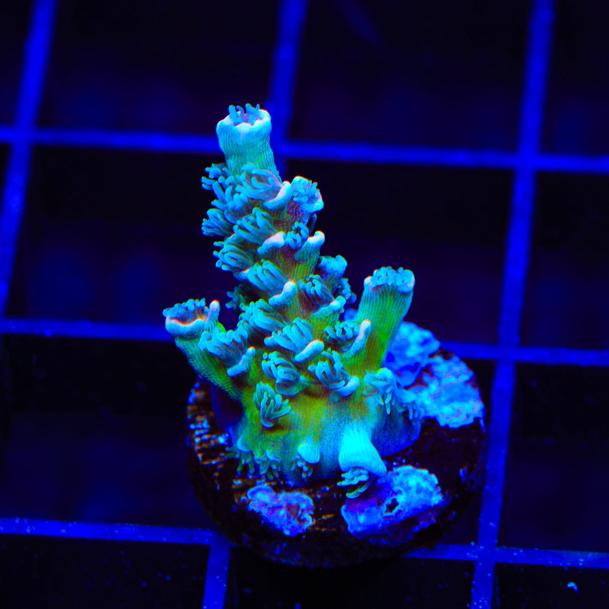 TSA Death Grimace Tenuis Acropora Coral