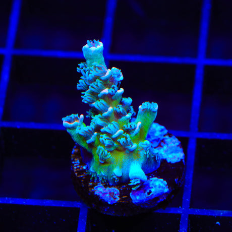 TSA Death Grimace Tenuis Acropora Coral