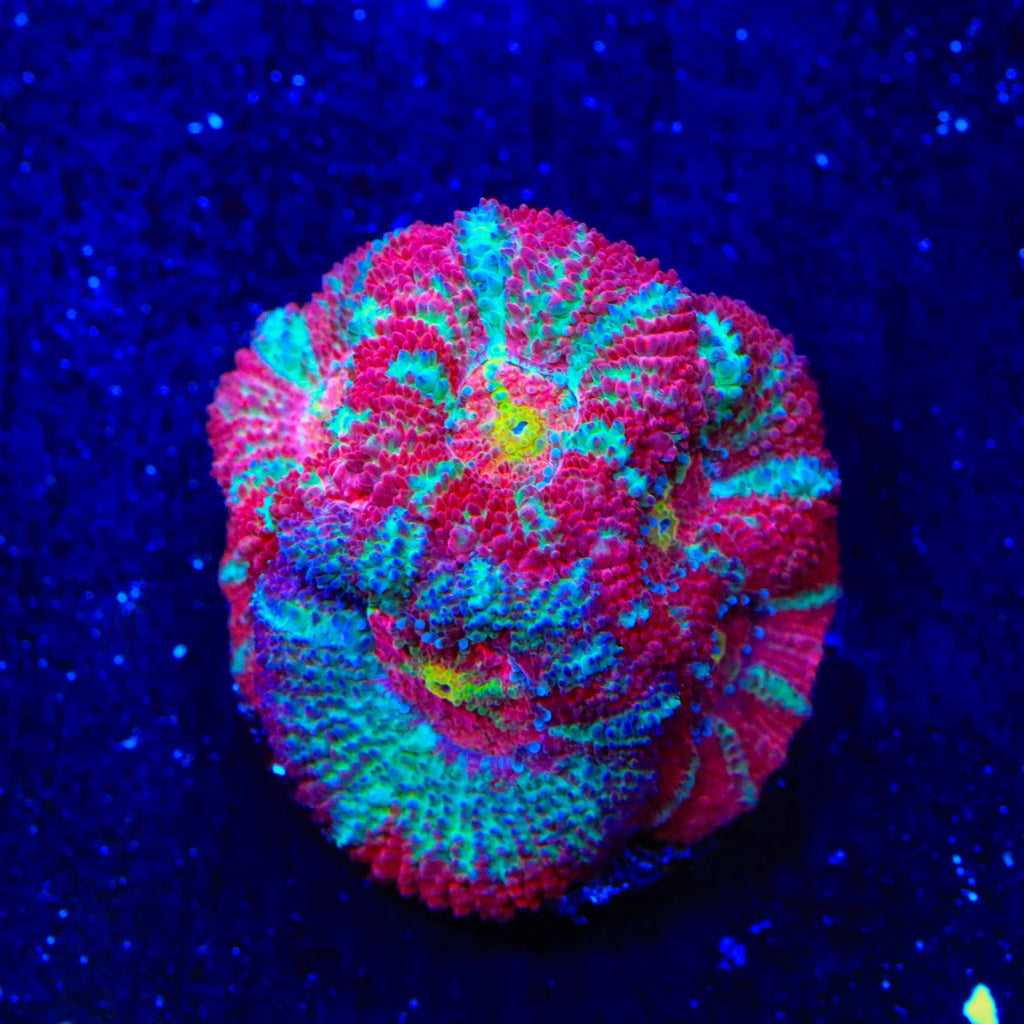 TSA Death Rattle Micromussa Acan Coral