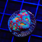 TSA Death Rattle Micromussa Acan Coral