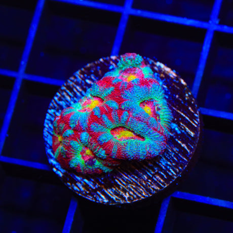 TSA Death Rattle Micromussa Acan Coral