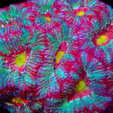 TSA Death Rattle Micromussa Acan Coral