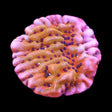 TSA Death Spiral Montipora Coral