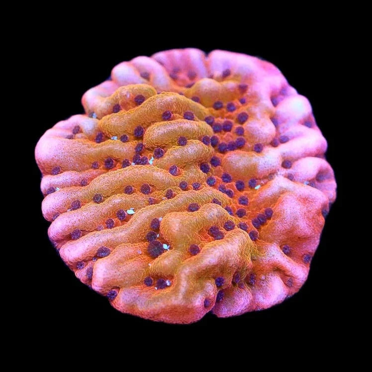 TSA Death Spiral Montipora Coral