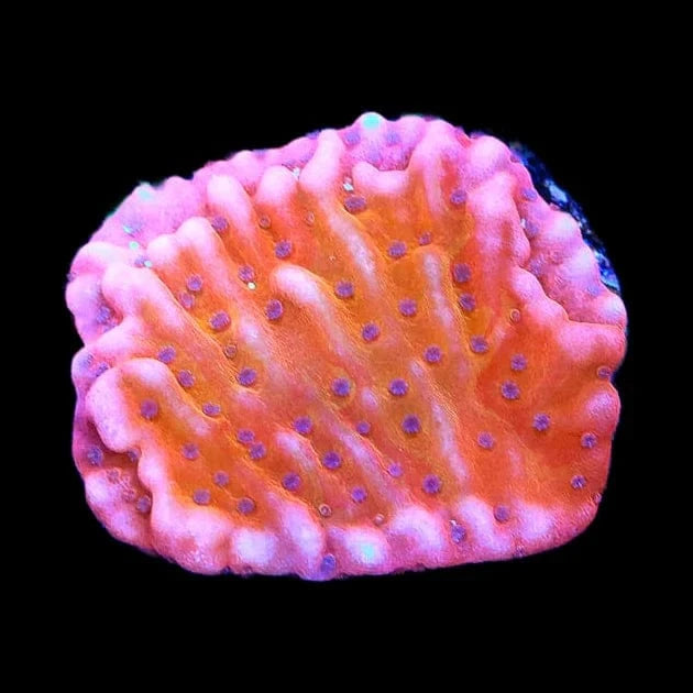 TSA Death Spiral Montipora Coral – Top Shelf Aquatics