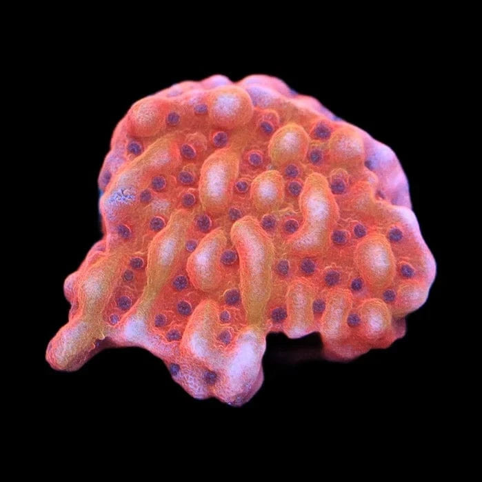 TSA Death Spiral Montipora Coral