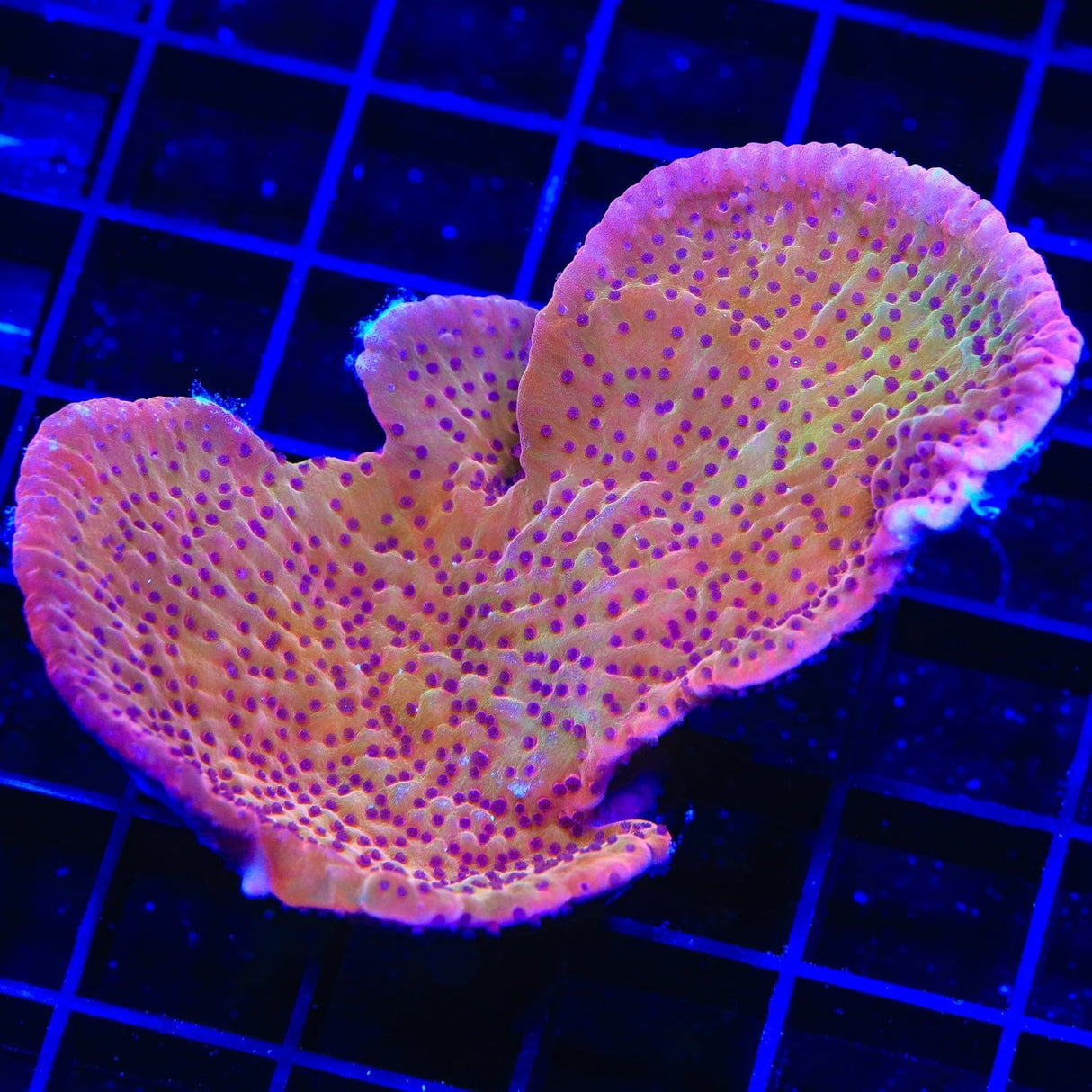 TSA Death Spiral Montipora Coral