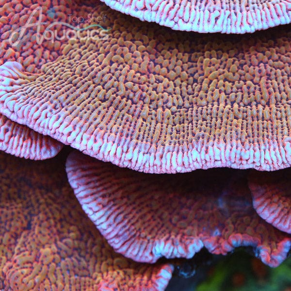 TSA Death Spiral Montipora Coral – Top Shelf Aquatics