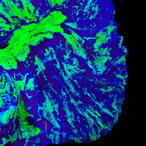 TSA Death Streak Pectinia Coral