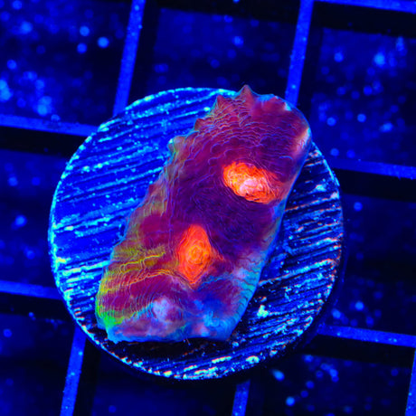 TSA Deathray Chalice Coral