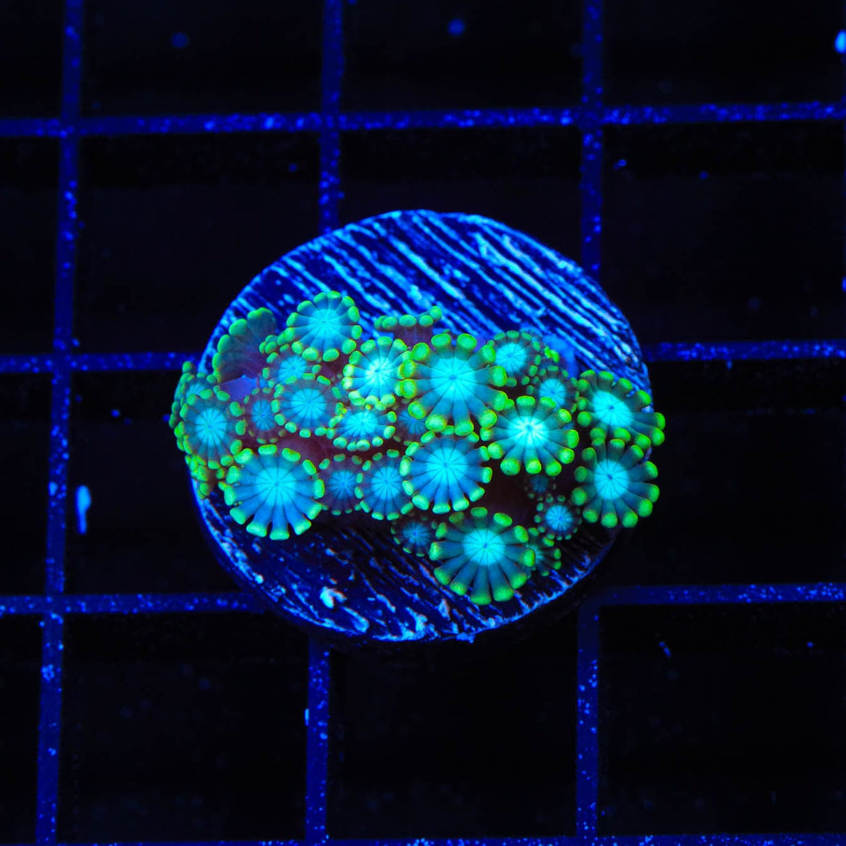 TSA Deep Space Alveopora Coral