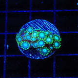 TSA Deep Space Alveopora Coral
