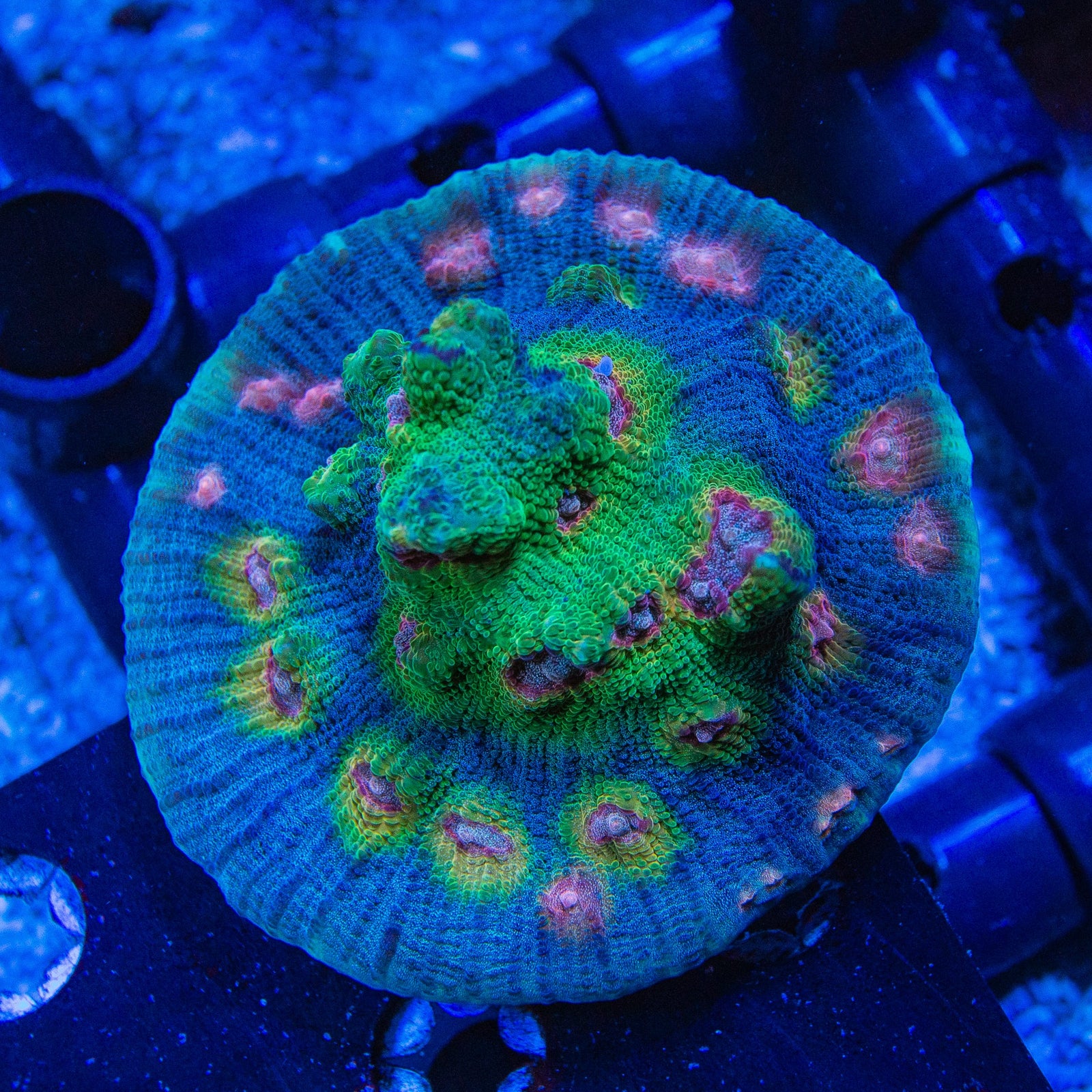 TSA Demogorgon Chalice Coral